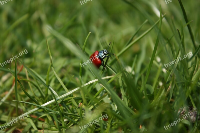 Beetle Grass Insect Blades Of Grass Red