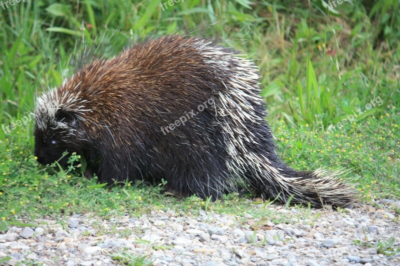 Canadian Porcupine Porcupine Canada Animal Prickly