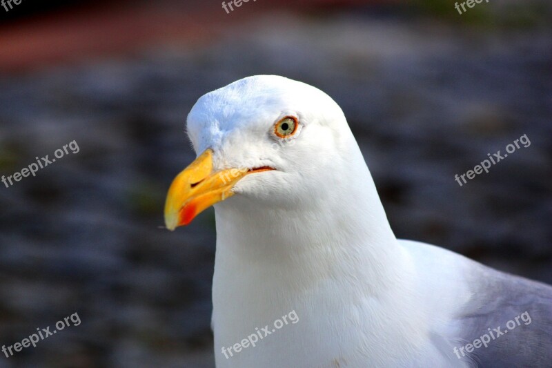 Seagull Close Up Bird Bill Animal