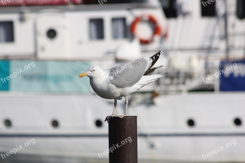 Seagull Bird Pile Port Free Photos