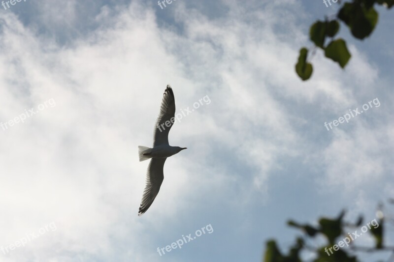 Seagull Sky Bird Flying Nature