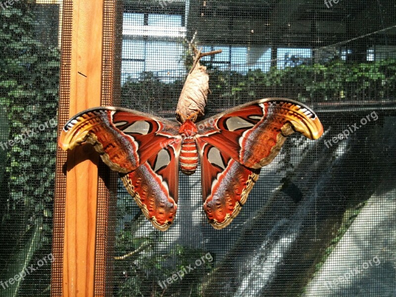 Butterfly Atlas Moth Attacus Atlas Moth Peacock Spinner