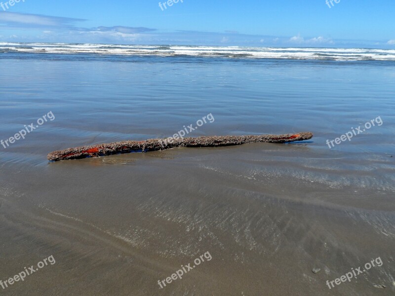 Driftwood Ocean Water Nature Outdoors