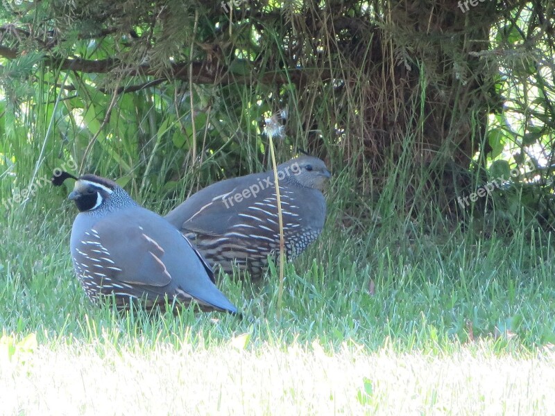 Quail Birds Pair Nature Free Photos