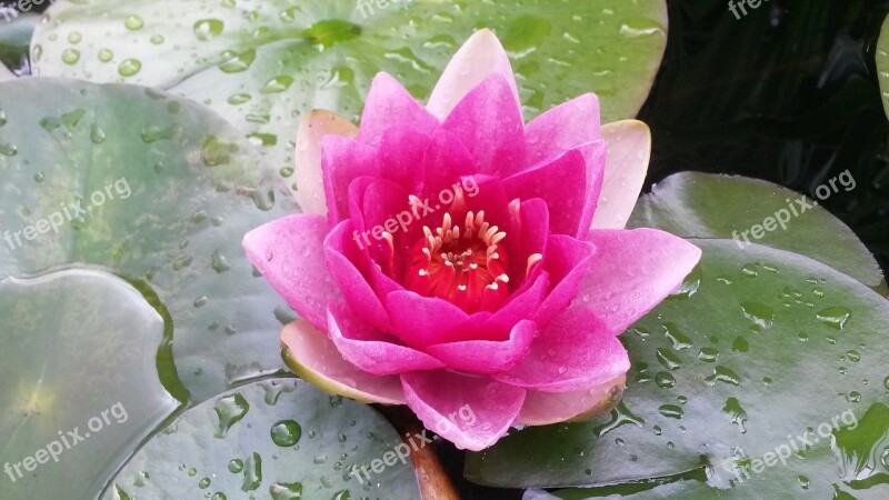 Water Lily Nuphar Lutea Flower Blossom Bloom