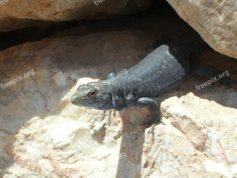 Lizard Close Up Curious Look Out Reptile