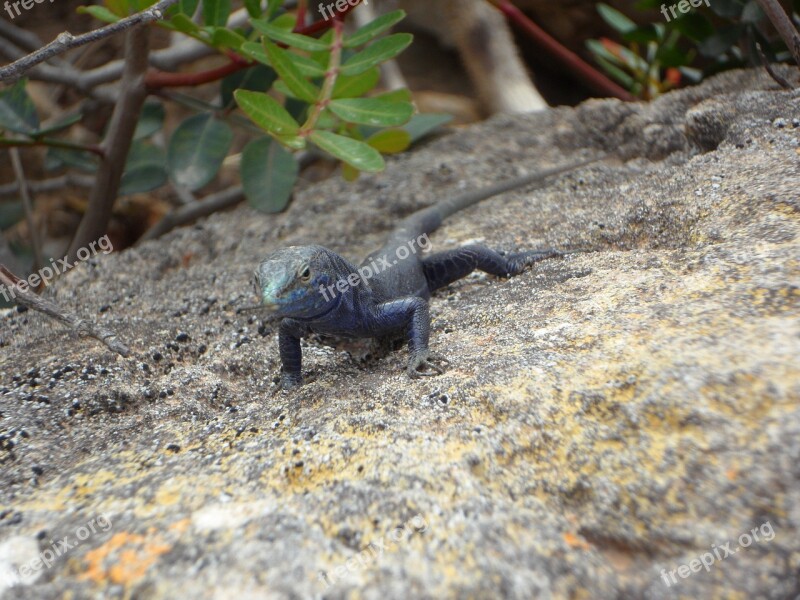 Lizard Endemic Cabrera Reptile Animal