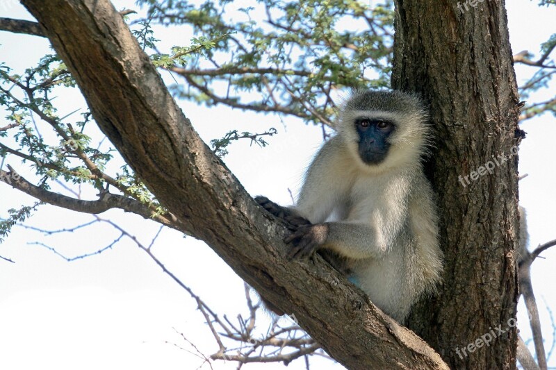 Vervet Monkey Monkey Animal Seated Tree