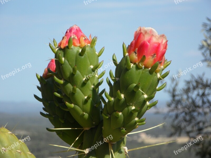 Cactus Blossom Cactus Bloom Blossom Bloom