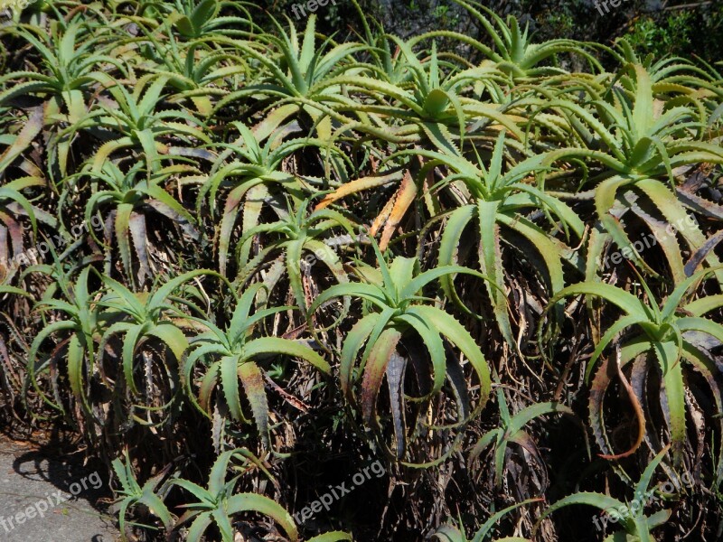 Agave Aloe Plant Exotic Mediterranean