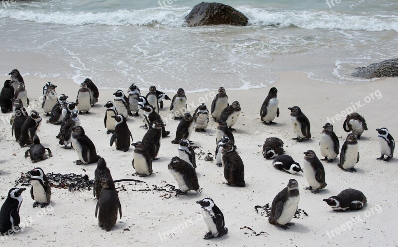 Penguin Banded Penguin Spheniscus Demersus Boulder Bay White Sand