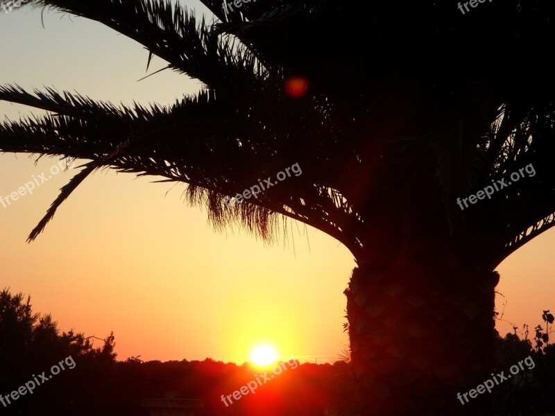 Palm Sun Sunset Silhouette Sky