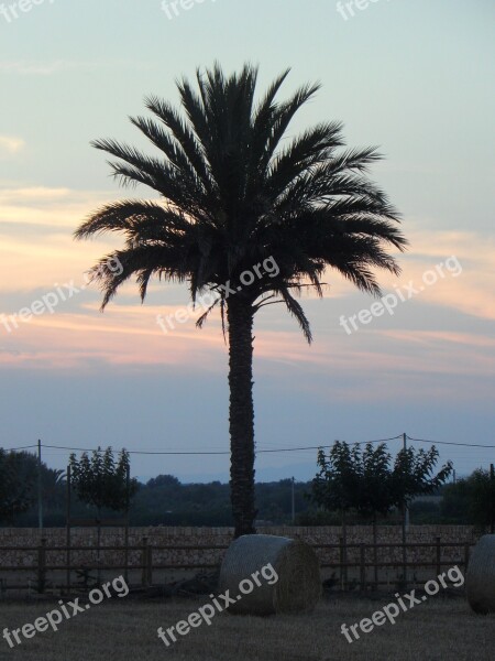 Palm Field Abendstimmung Mowed Straw