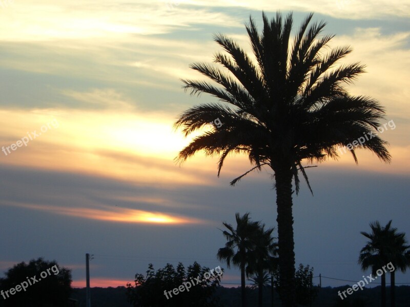 Palm Sun Sunset Silhouette Sky