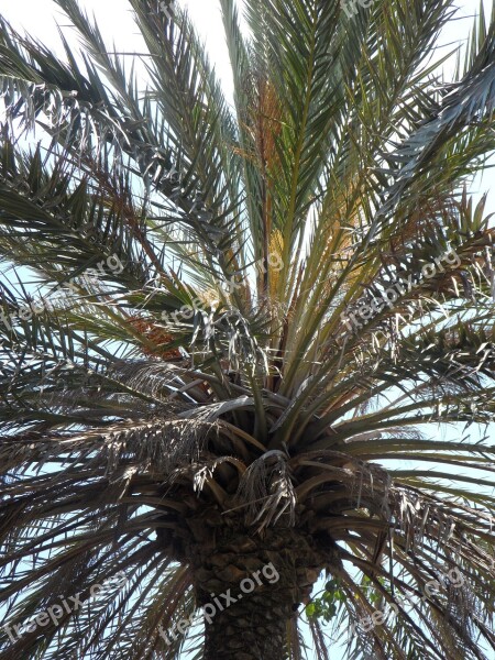 Palm Sky Leaves Palm Leaves Structure