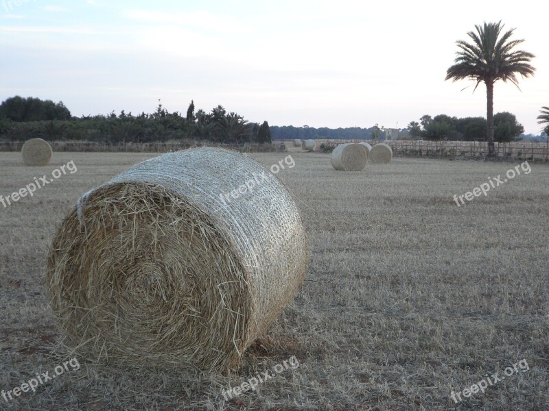 Straw Bales Hay Bales Field Abendstimmung Mowed