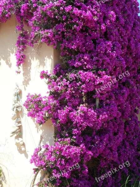 Bougainvillea Bougainville Four O'clock Plant Triple Flower Flower