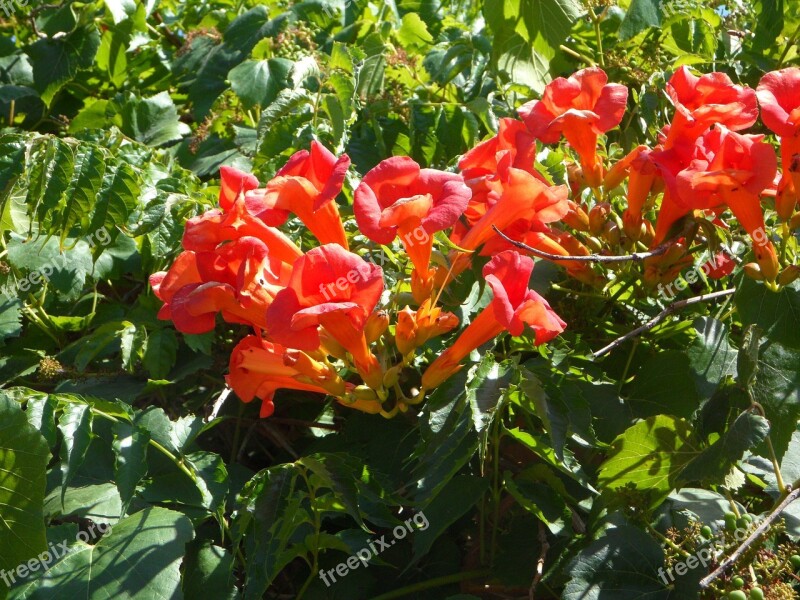 Ornamental Shrub Mediterranean Blossom Bloom Bloom