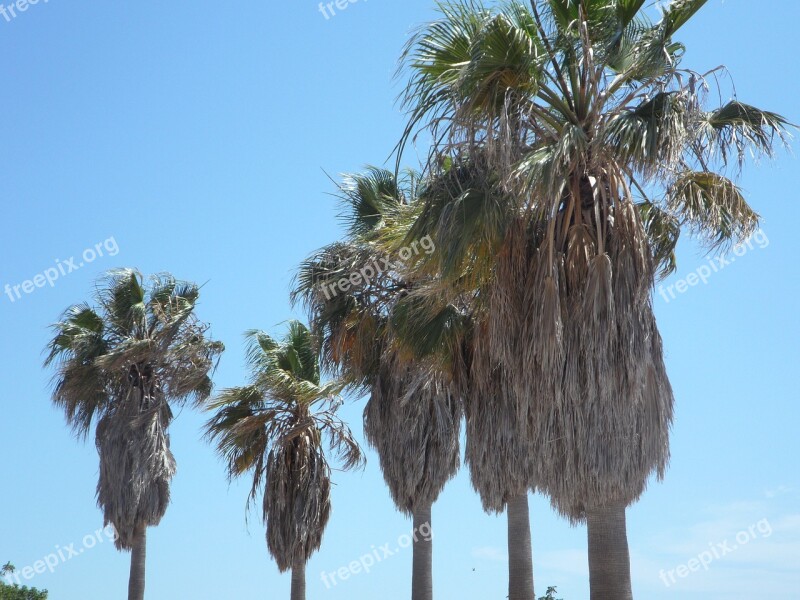 Palm Trees Tropical Mediterranean Vacations Blue