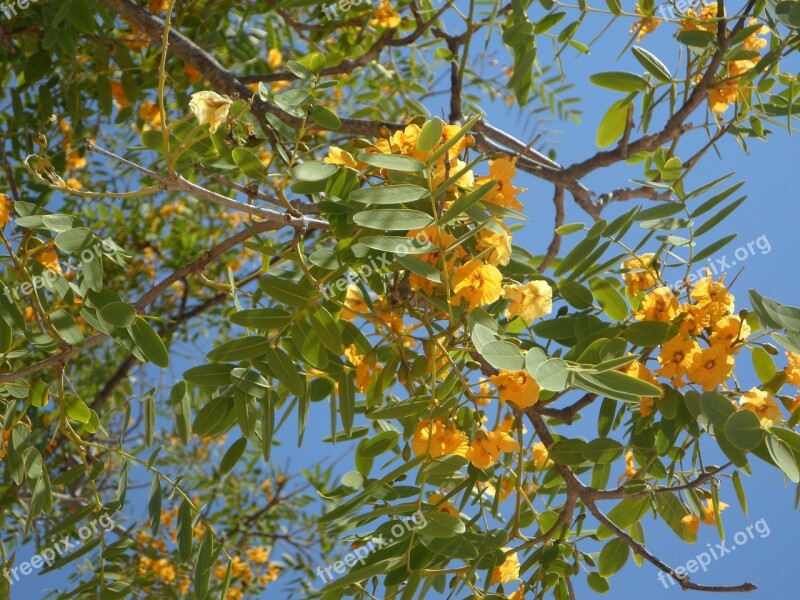 Sky Blossom Tree Branches Aesthetic