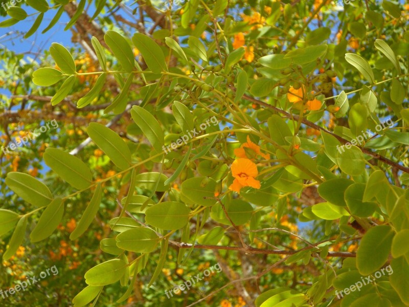 Tree Branches Blossom Blossom Bloom