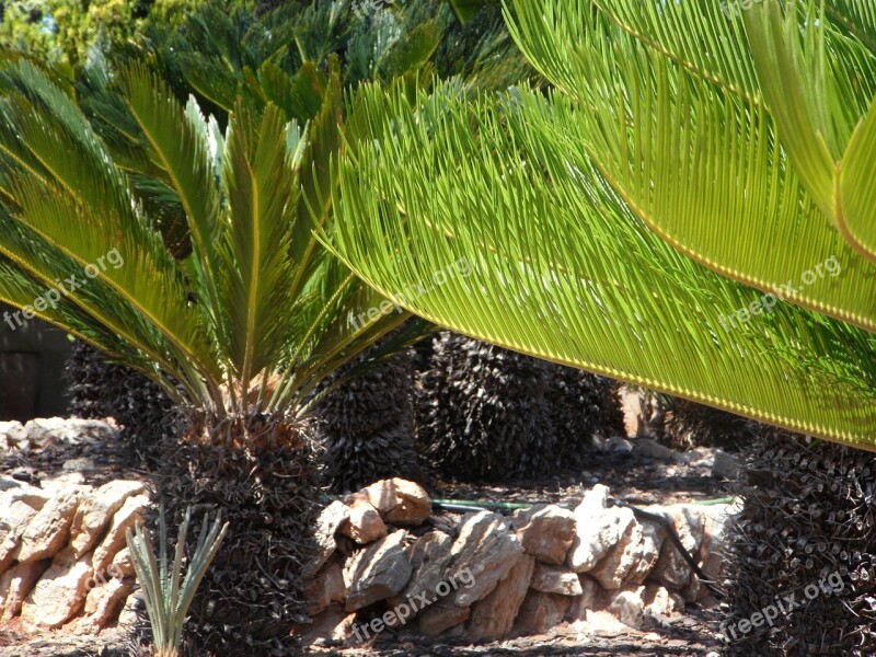 Cycad Fern Botanical Garden Plant Planting