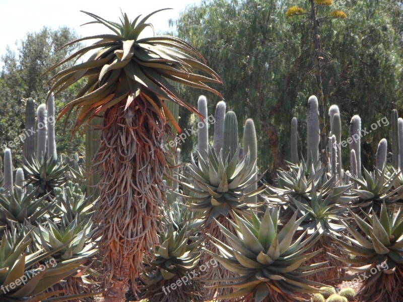 Aloe Cactus Plant Exotic Exotics