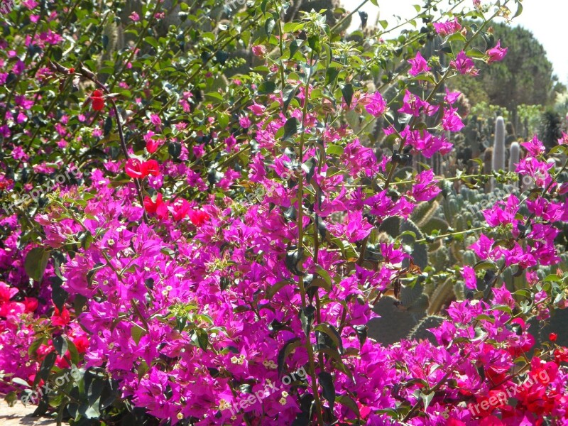 Bougainvillea Garden Mediterranean Flowers Blütenmeer