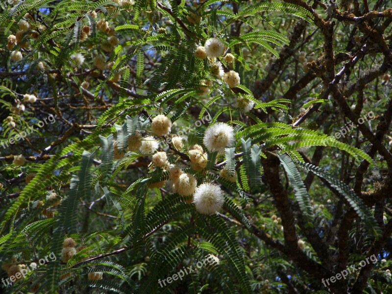 Mimosa Acacia Tree Mimosa Plant Ball