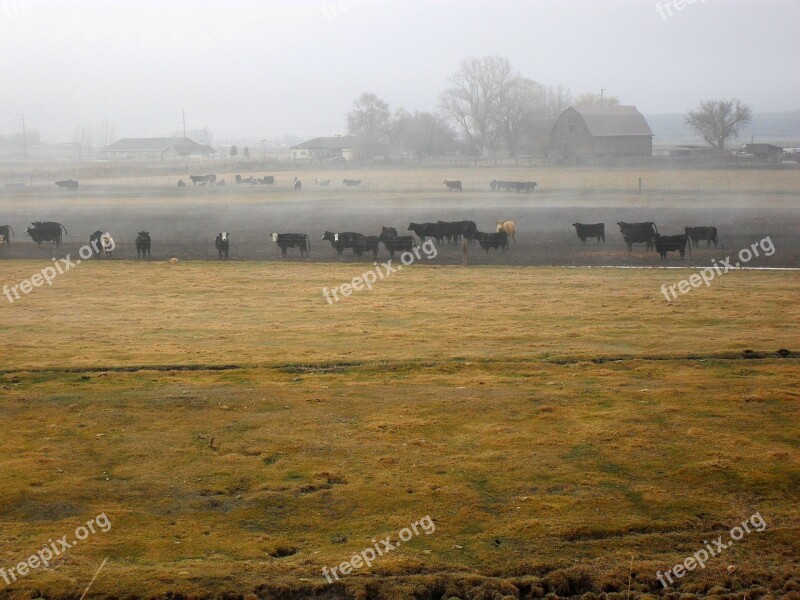 Country Rural Cattle Field Scenery