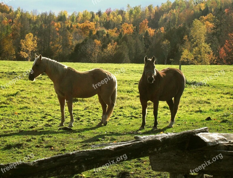 Horses Ranch Rural Fall Vermont