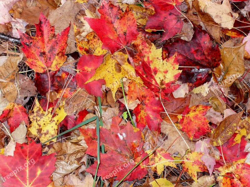 Fall Leaves Moist Autumn Season