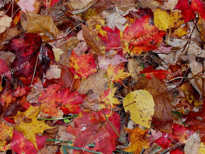 Fall Leaves Moist Autumn Season