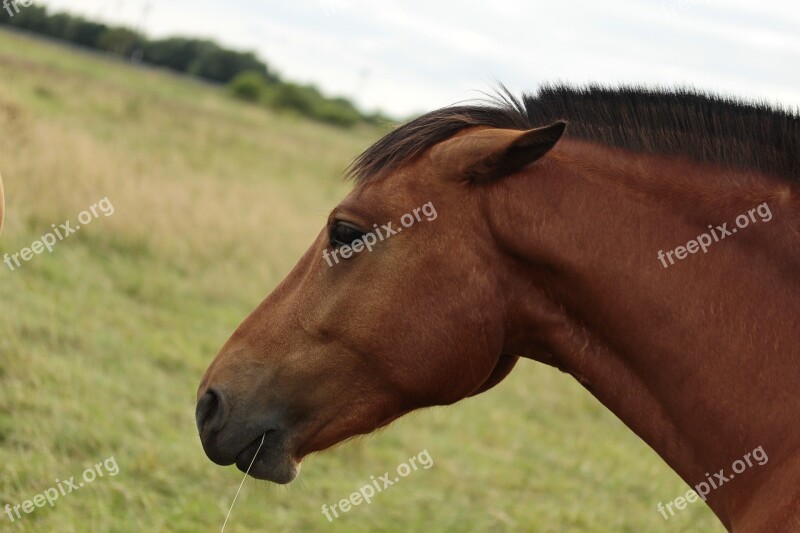 Horse Horse Head Pferdeportrait Nostrils Brown