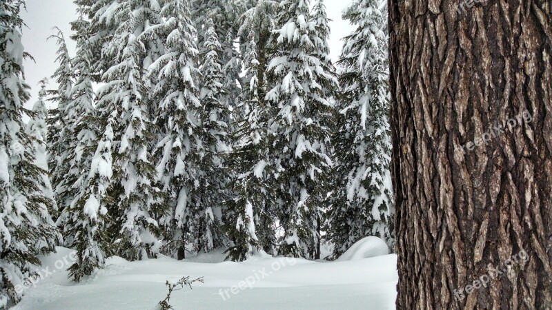 Snow Forest Trees Pine Winter