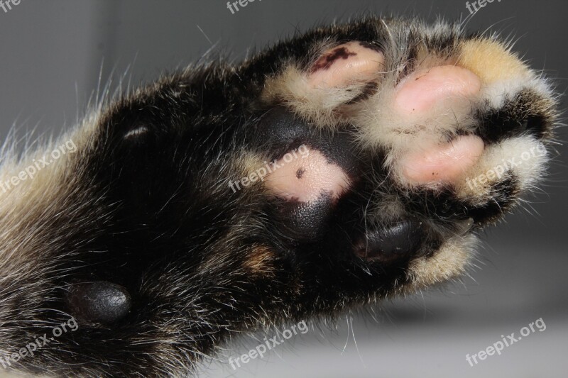 Cat Paw Fur Fluffy Cute