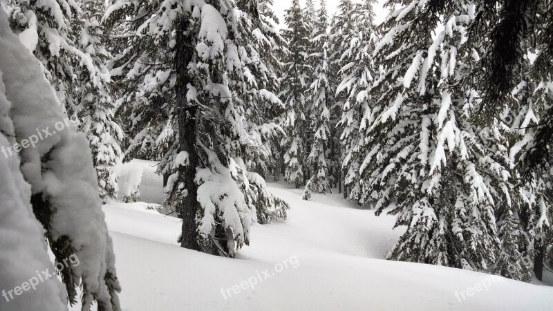 Forest Snow Trees Pine Winter