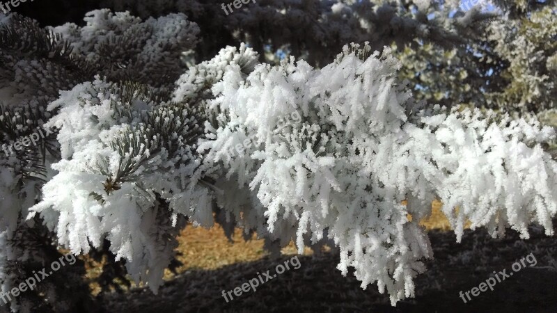 Winter Tree Frost Snow White