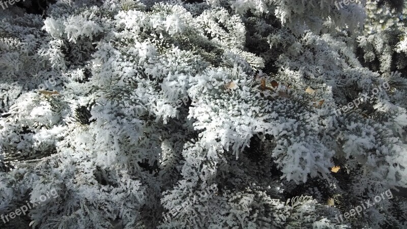 Winter Tree Frost Snow White