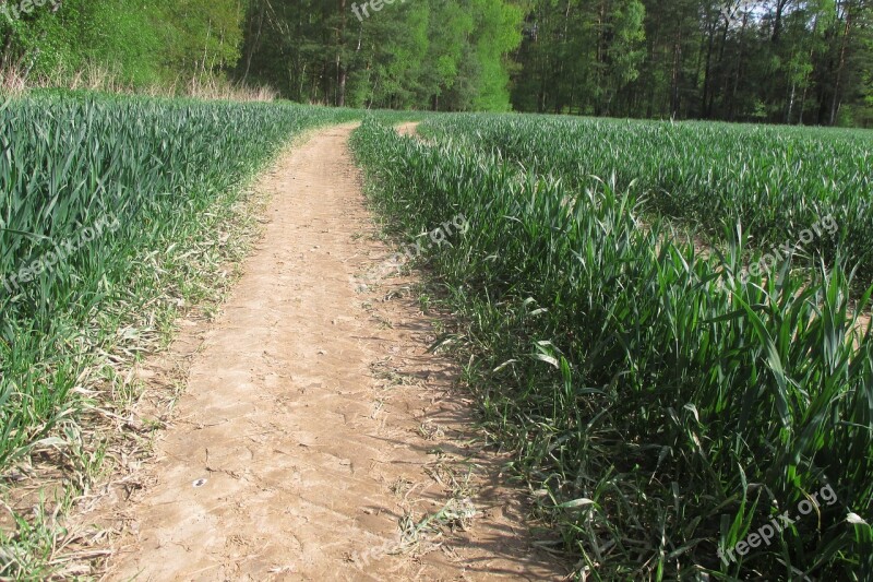 Field Field Trip Grass Agriculture Crop