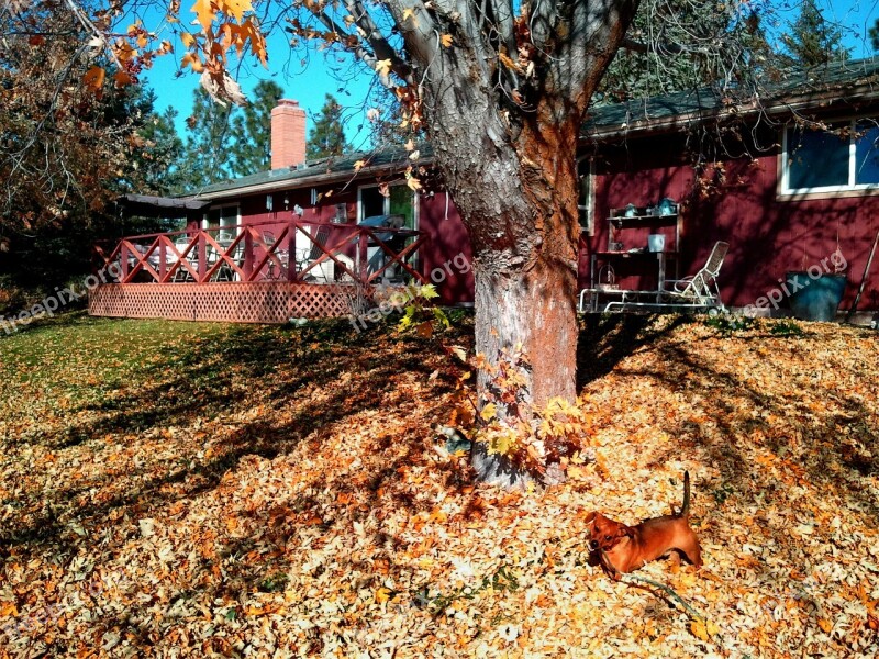 Backyard Dachshund Fall Autumn Seasonal