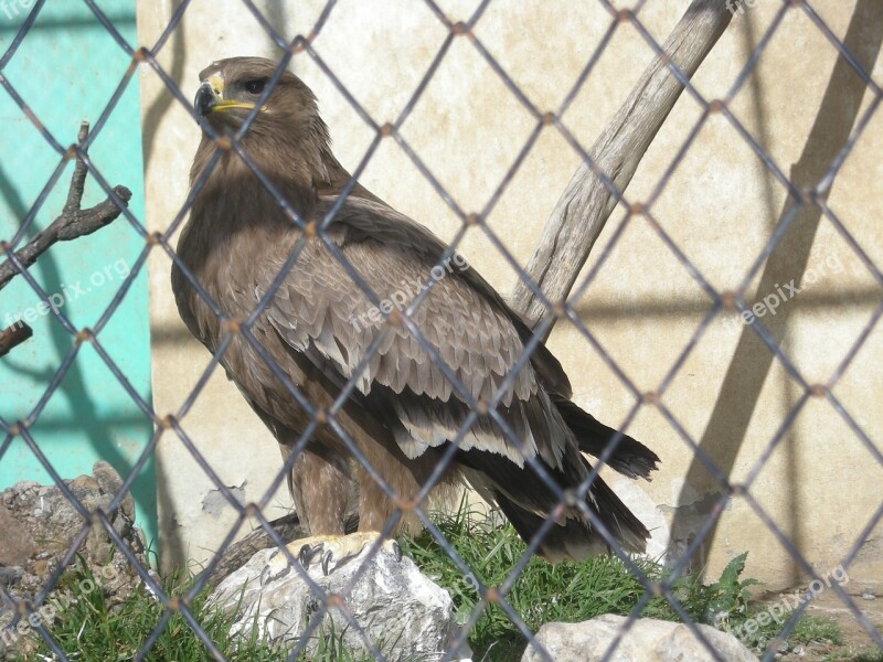 Eagle Cage Raptor Bird Of Prey Wild