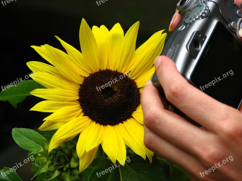 Photograph Close Up Sunflower Yellow Summer