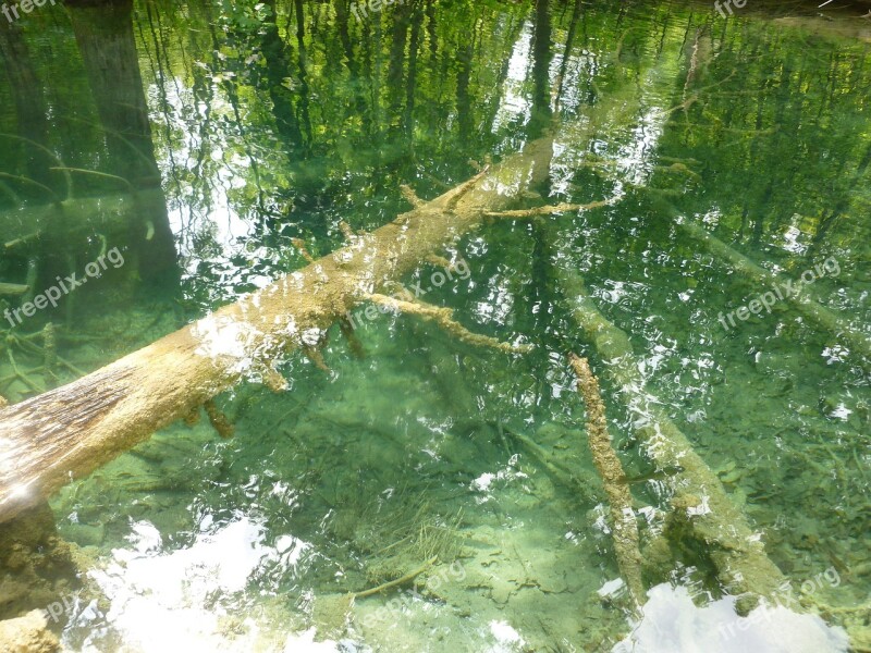 Trees Water Serene Scene Lake