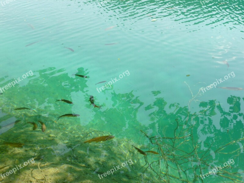 Fish Lake Nature Blue Green