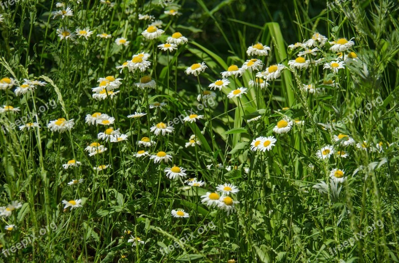 Chamomile Flowers Daisy White Flower