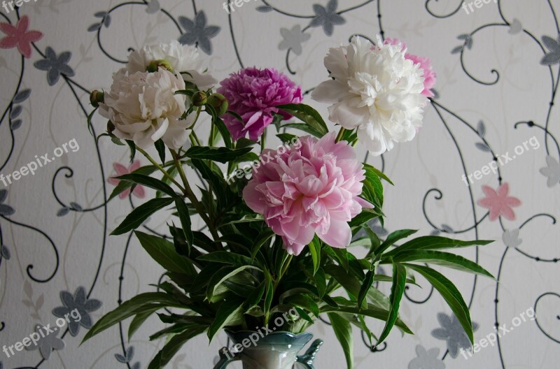 Peonies Flowers White Pink Closeup