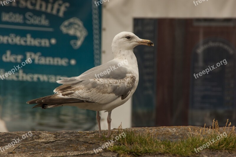 Seagull Bird Sea Zingst Coast