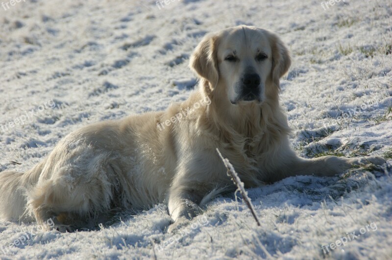 Dog Snow Concerns Look Golden