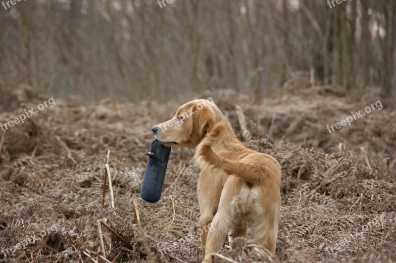 Dog Retrieve Train Pet Play